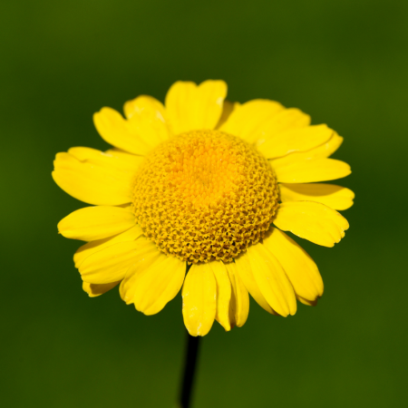 Yellow chamomile zdjęcie 3