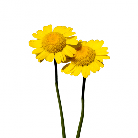 Yellow chamomile zdjęcie 1