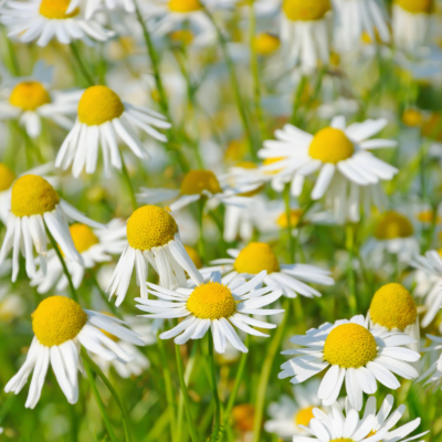 Rumianek pospolity miniaturka 3