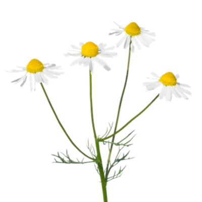 Rumianek pospolity miniaturka 1