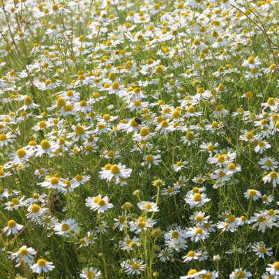 Rumianek pospolity miniaturka 4