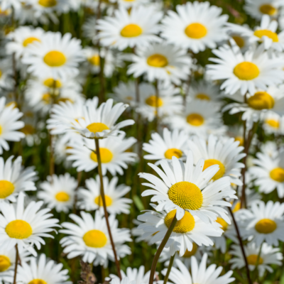 Rumian polny miniaturka 4