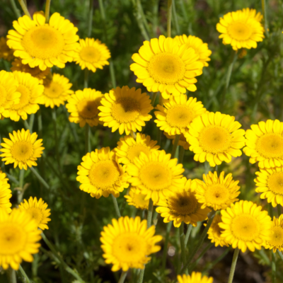 Rumian żółty miniaturka 4