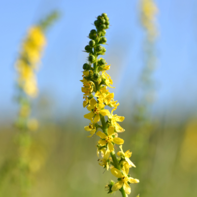 Rzepik pospolity miniaturka 3