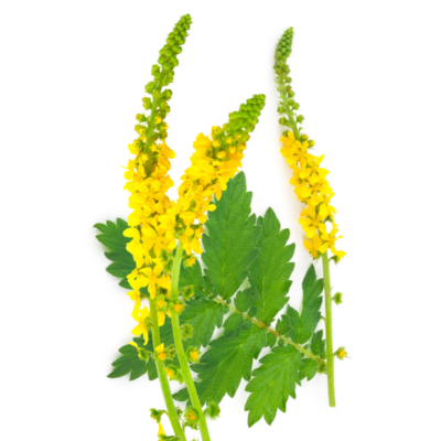 Rzepik pospolity miniaturka 1