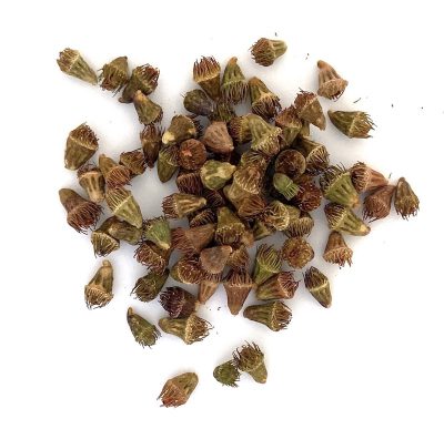 Rzepik pospolity miniaturka 2