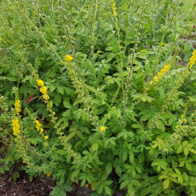 Rzepik pospolity miniaturka 4