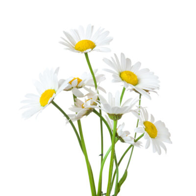 Złocień właściwy miniaturka 1