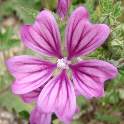 Ślaz dziki miniaturka 3