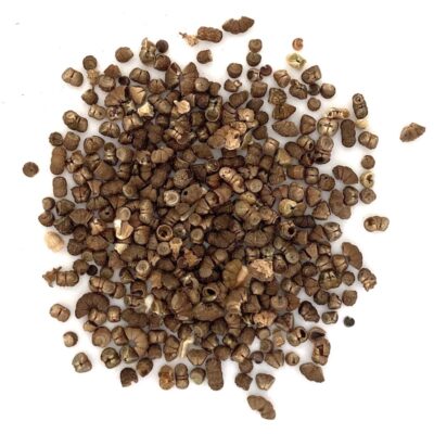 Ślaz dziki miniaturka 2