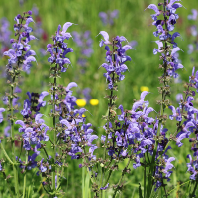 Szałwia łąkowa miniaturka 4