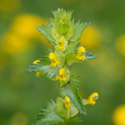 Szelężnik mniejszy miniaturka 3