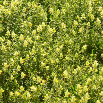 Szelężnik mniejszy miniaturka 4