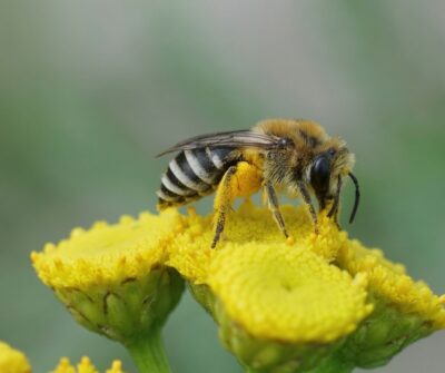 Łąka dla bioróżnorodności miniaturka 5