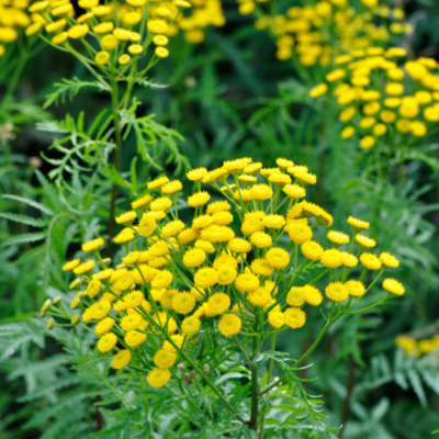 Wrotycz pospolity miniaturka 3