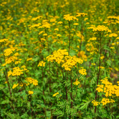 Wrotycz pospolity miniaturka 4