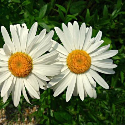 Złocień właściwy miniaturka 3