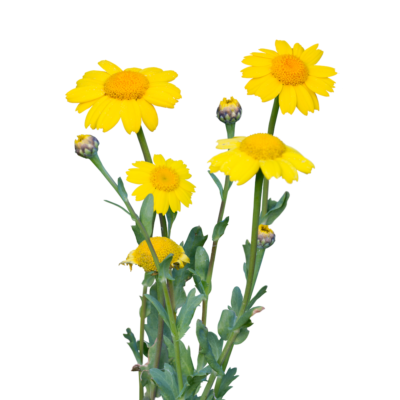 Złocień polny miniaturka 1