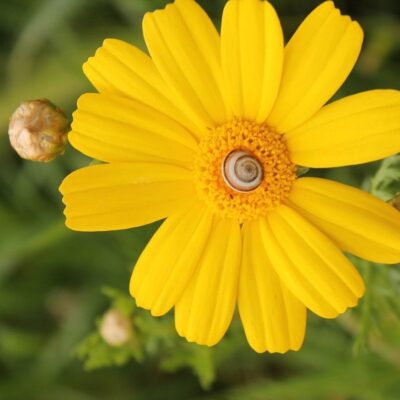 Złocień polny miniaturka 3