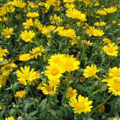 Złocień polny miniaturka 4