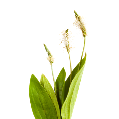 Babka średnia miniaturka 1