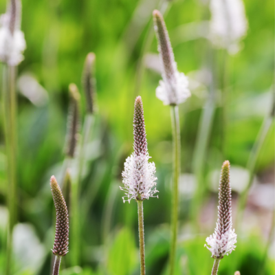 Babka średnia miniaturka 3