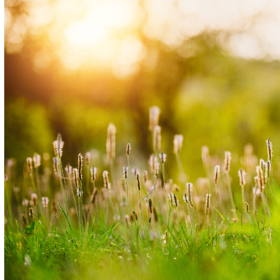 Babka średnia miniaturka 4