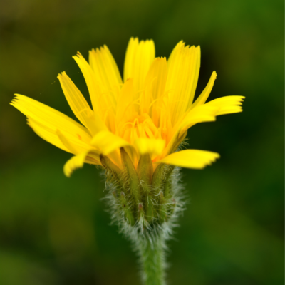 Brodawnik zwyczajny miniaturka 3