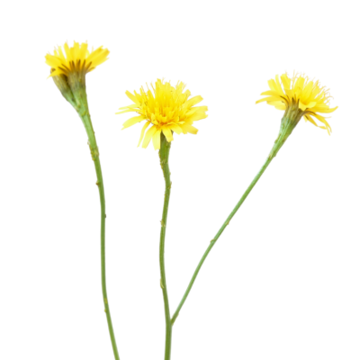 Brodawnik jesienny miniaturka 1