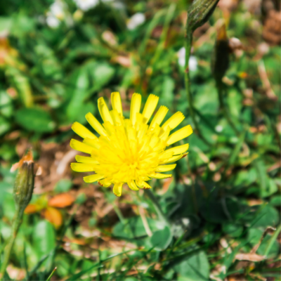 Brodawnik jesienny miniaturka 3