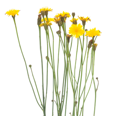 Brodawnik zwyczajny miniaturka 1