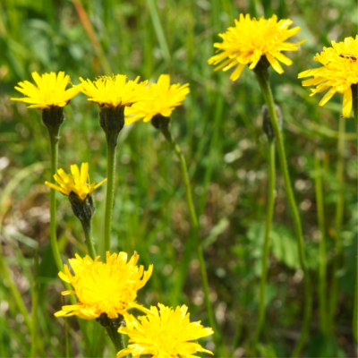 Brodawnik jesienny miniaturka 4