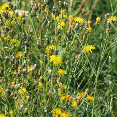 Brodawnik zwyczajny miniaturka 4