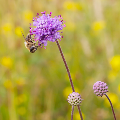 Czarcikęs łąkowy miniaturka 3