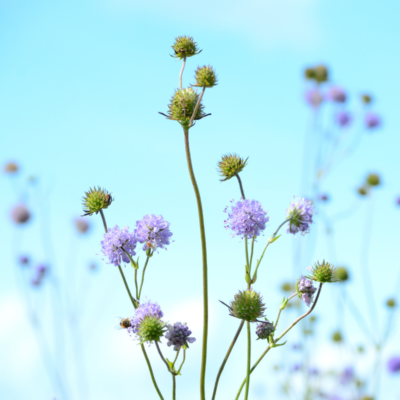 Czarcikęs łąkowy miniaturka 4