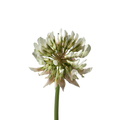 Koniczyna biała miniaturka 1