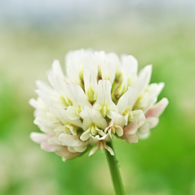 Koniczyna biała miniaturka 4