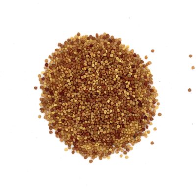 Koniczyna biała miniaturka 2