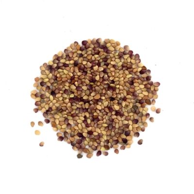 Koniczyna łąkowa miniaturka 2