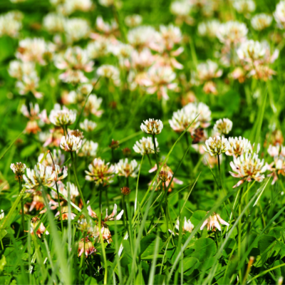 Koniczyna biała miniaturka 3