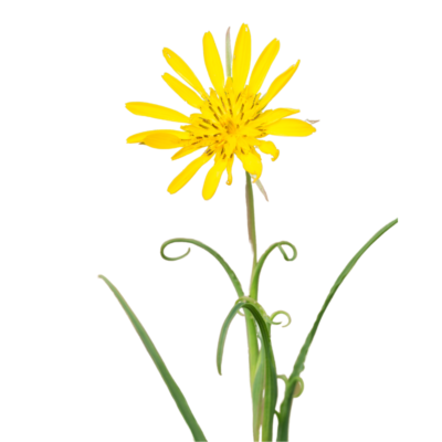 Kozibród łąkowy miniaturka 1