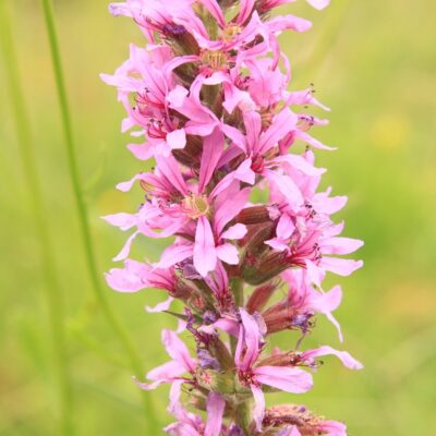 Krwawnica pospolita miniaturka 3