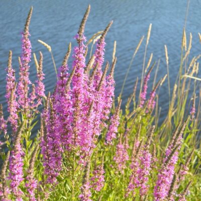 Krwawnica pospolita miniaturka 4