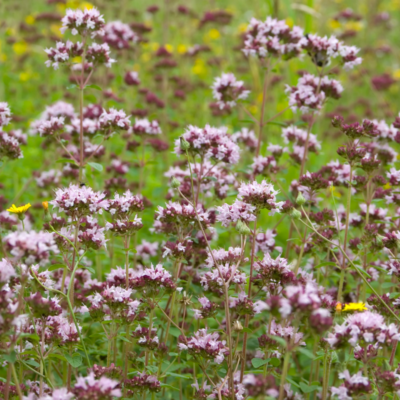 Lebiodka pospolita miniaturka 4