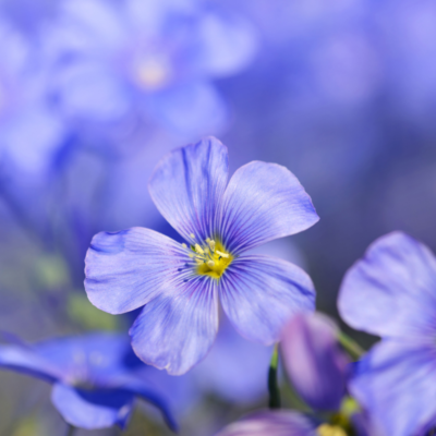 Len austriacki miniaturka 3