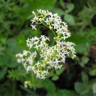 Przytulia biała miniaturka 3