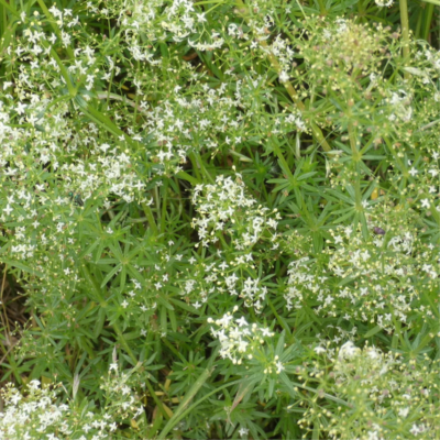 Przytulia biała miniaturka 4