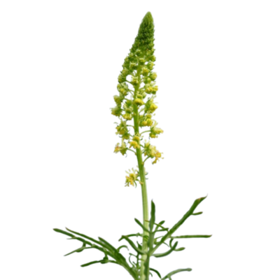 Rezeda żółtawa miniaturka 1