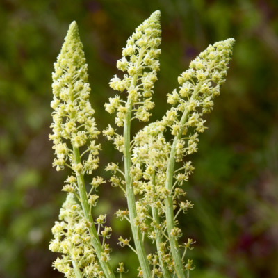 Rezeda żółtawa miniaturka 3