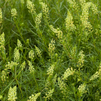 Rezeda żółtawa miniaturka 4